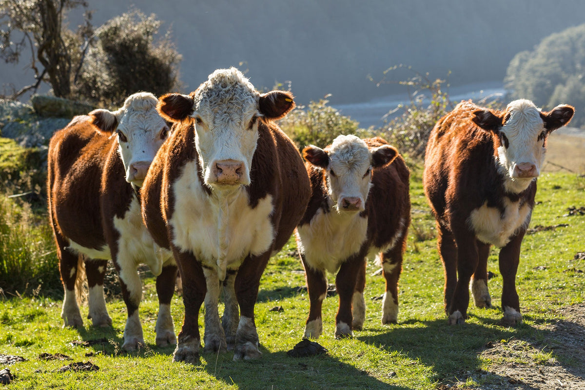 Hereford beef cattle on pasture farm for premium steak production